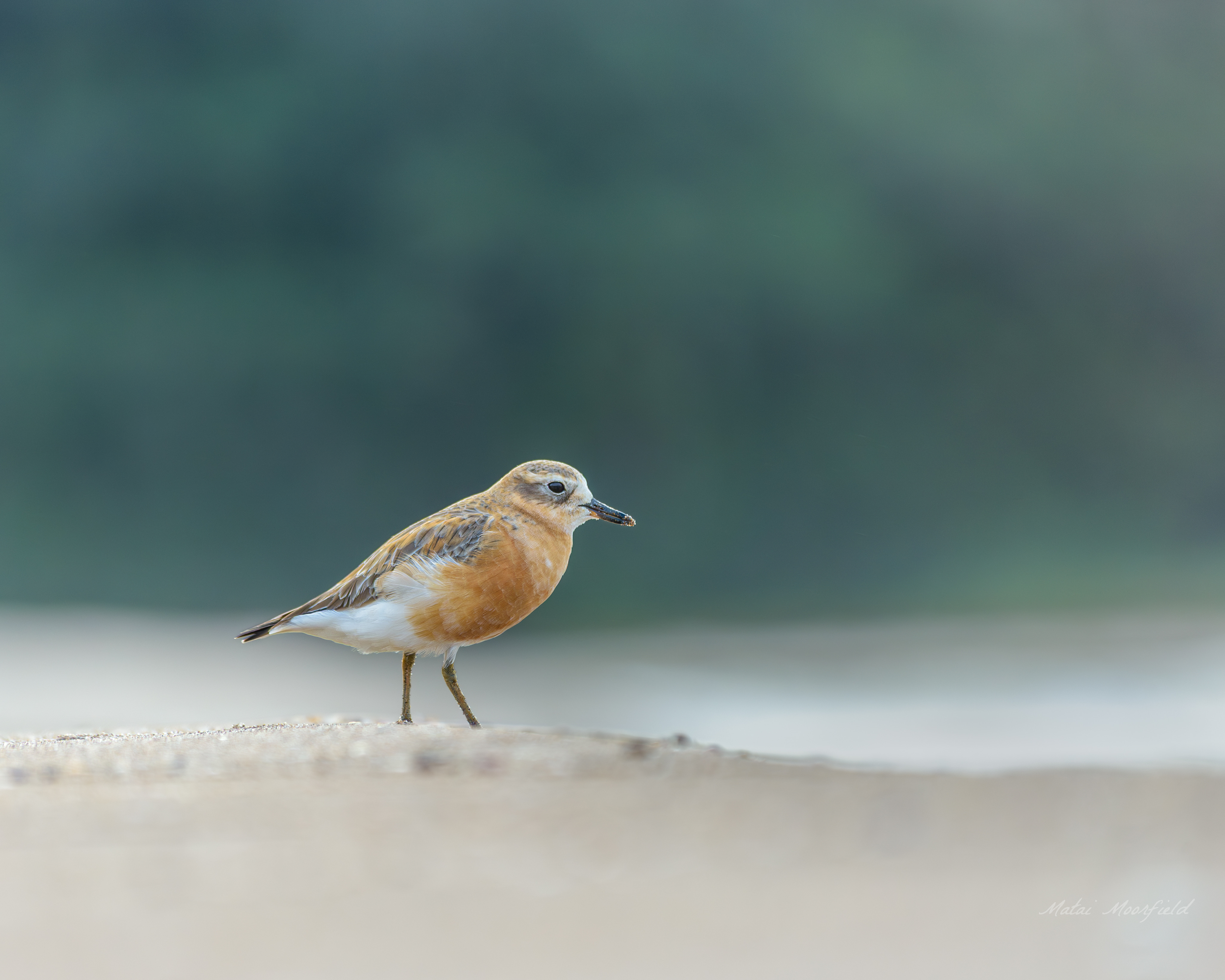 Native Northern New Zealand dotterel bird photo on sand Native Northern New Zealand dotterel bird photo on sand