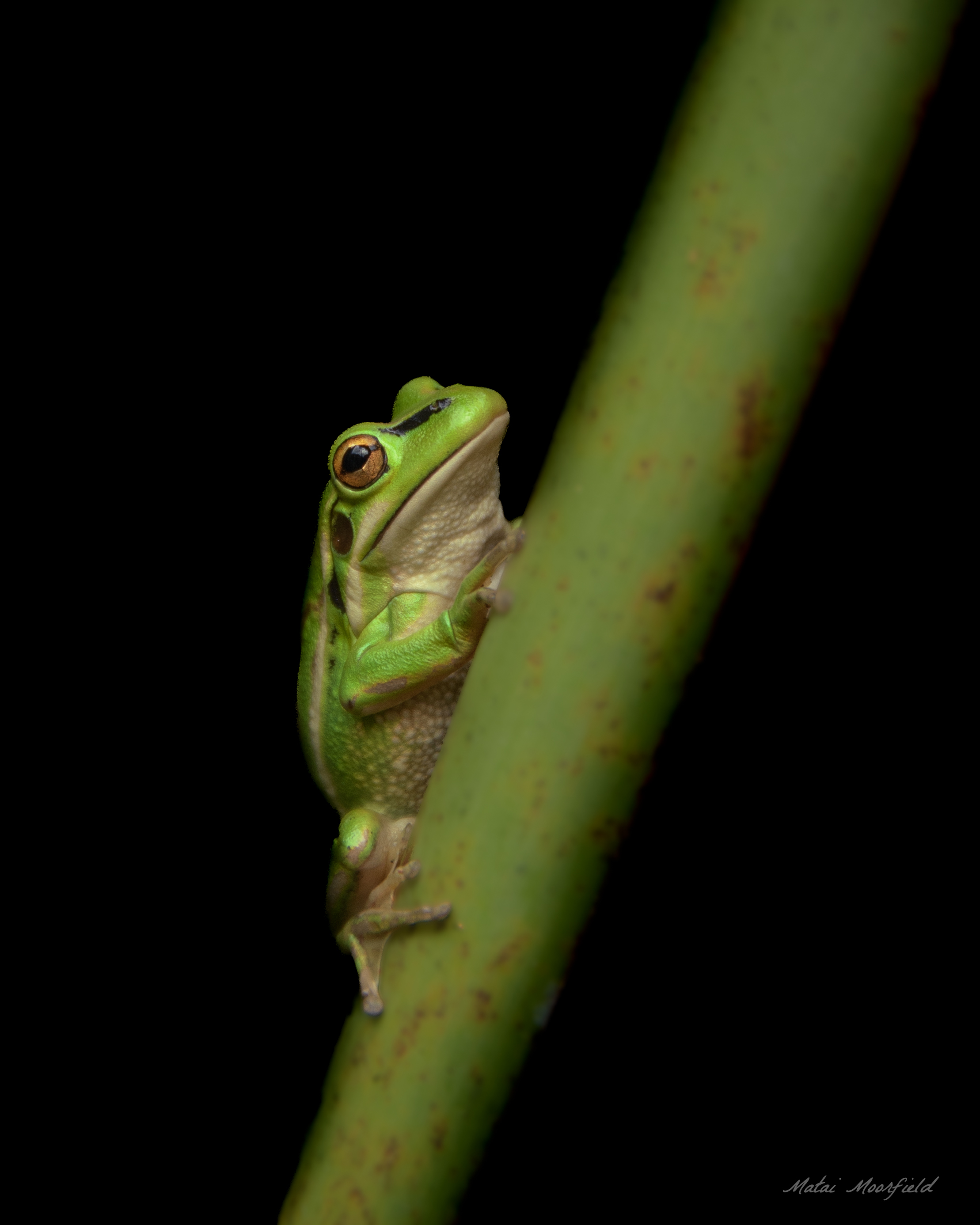 Australian Green and Golden Bell Frog on a flax leaf with a dark background Australian Green and Golden Bell Frog on a flax leaf with a dark background