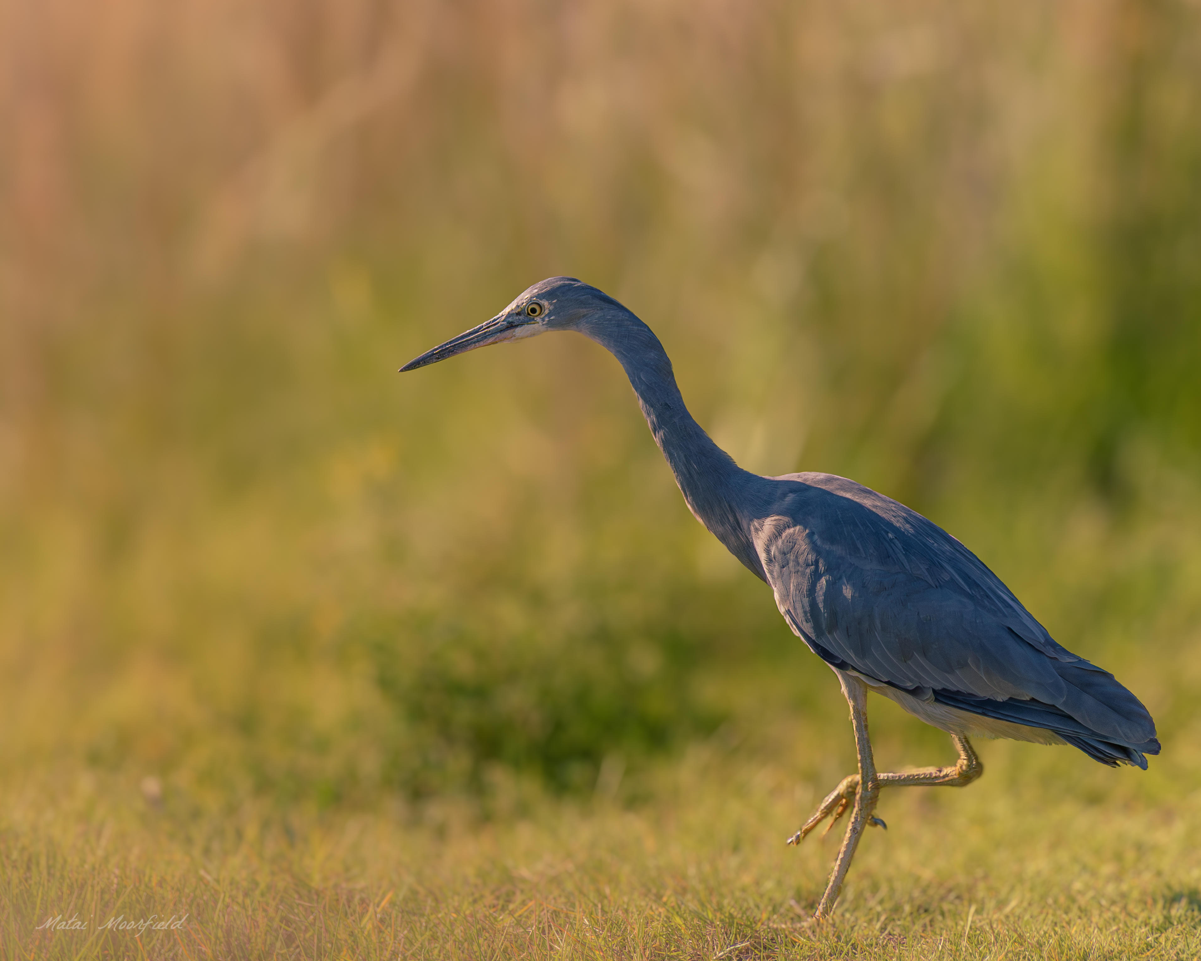 White-faced Heron foraging for prey in the reeds White-faced Heron foraging for prey in the reeds