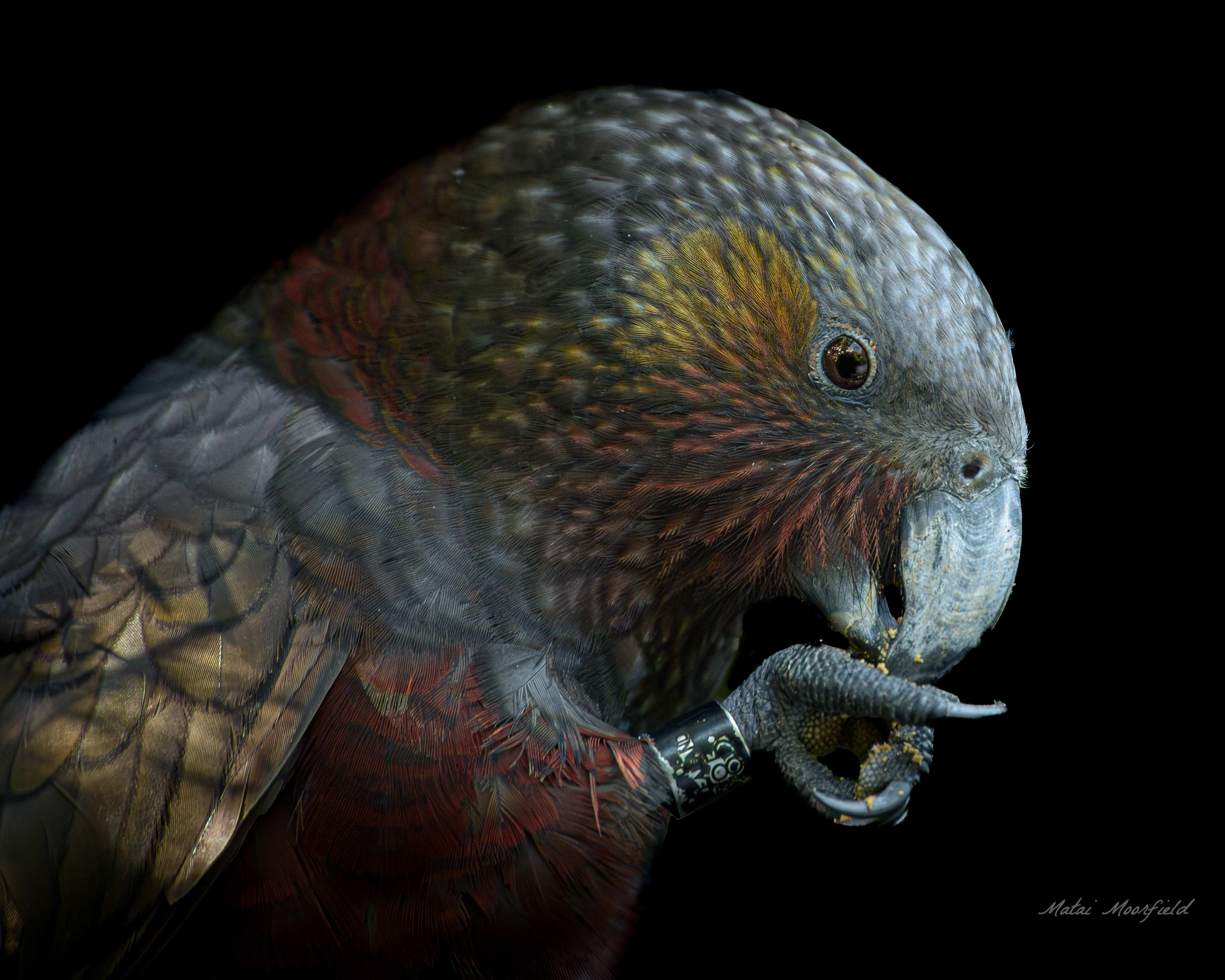 Native New Zealand Kaka bird eating food from its foot bird photo Native New Zealand Kaka bird eating food from its foot bird photo