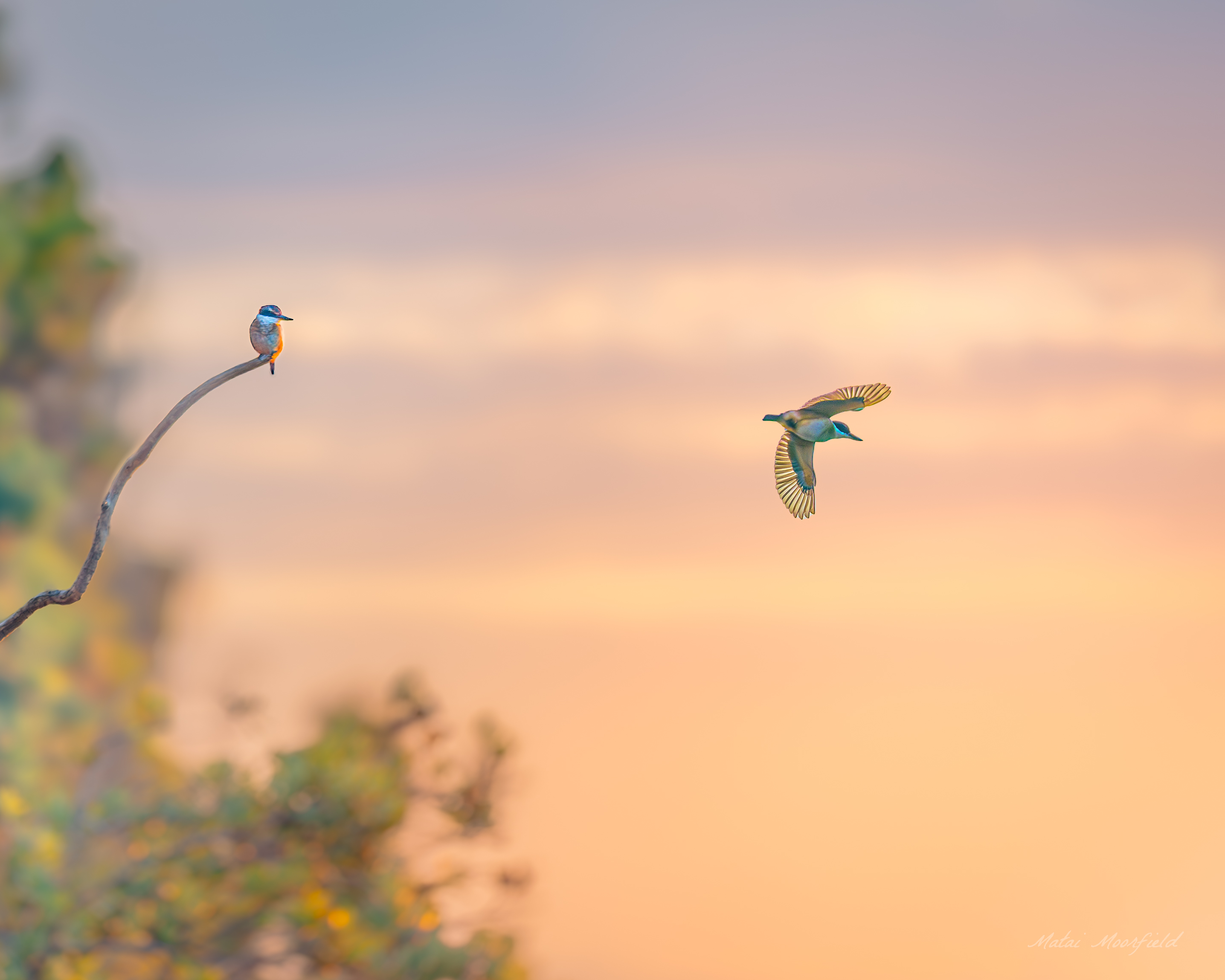 Kingfisher taking flight and perched on a branch Kingfisher taking flight and perched on a branch