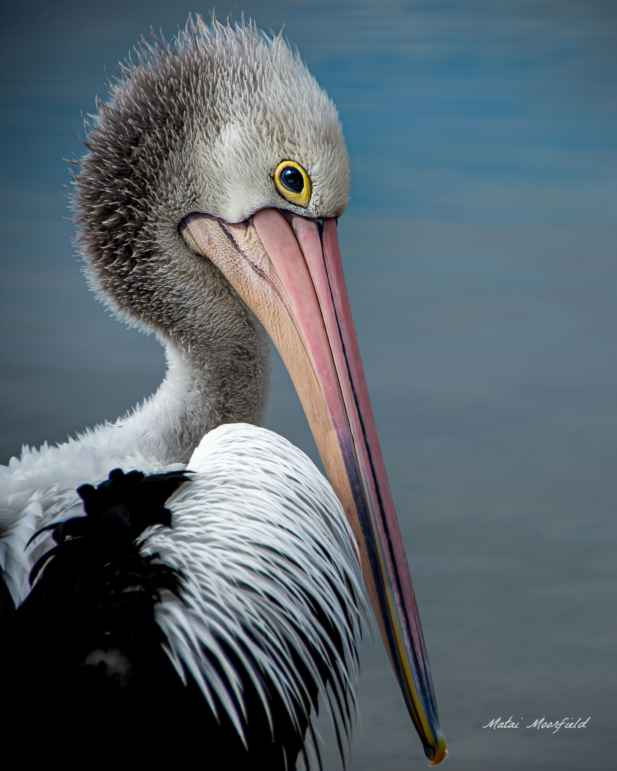 Australian Pelican looking over its shoulder Australian Pelican looking over its shoulder