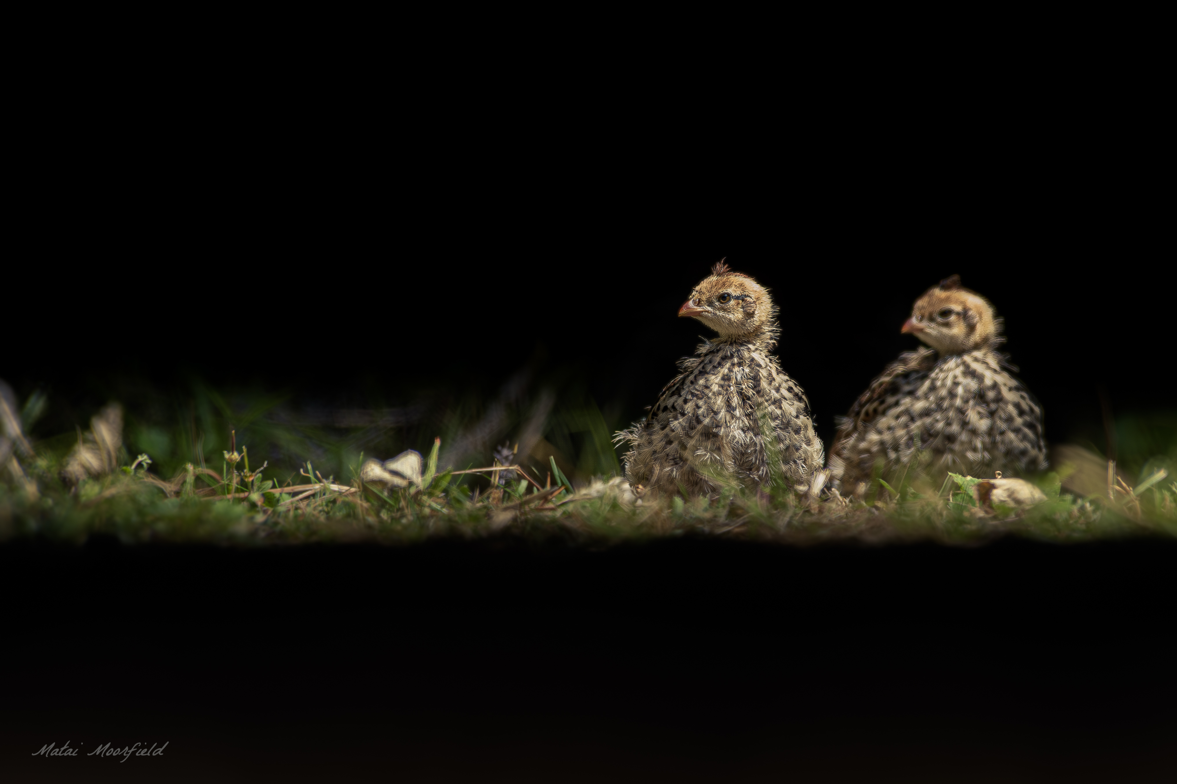 Brown Quail Brown Quail