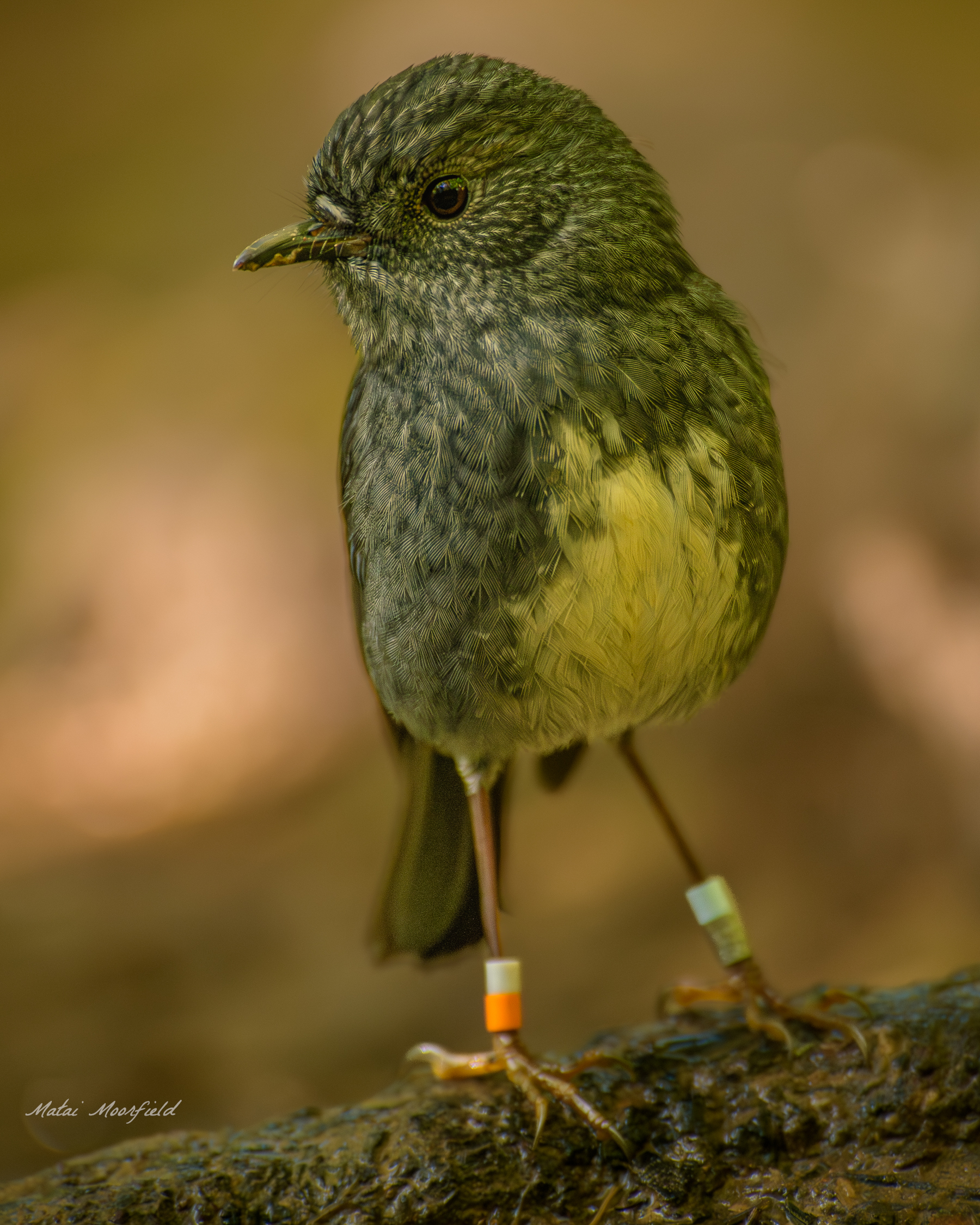 Native New Zealand Robin bird photo with a yellow background Native New Zealand Robin bird photo with a yellow background