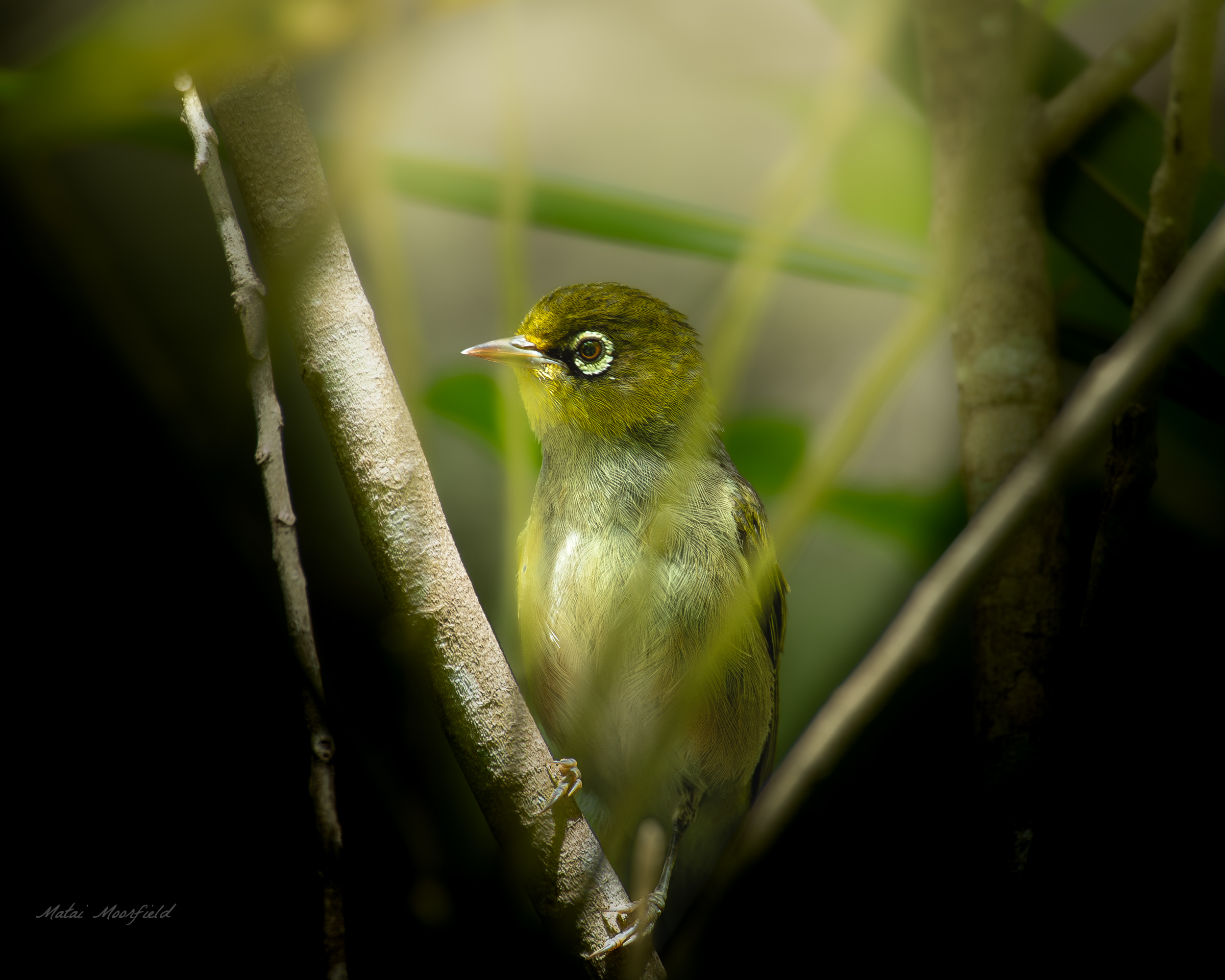 Waxeye/Silvereye through flax tree branches Waxeye/Silvereye through flax tree branches